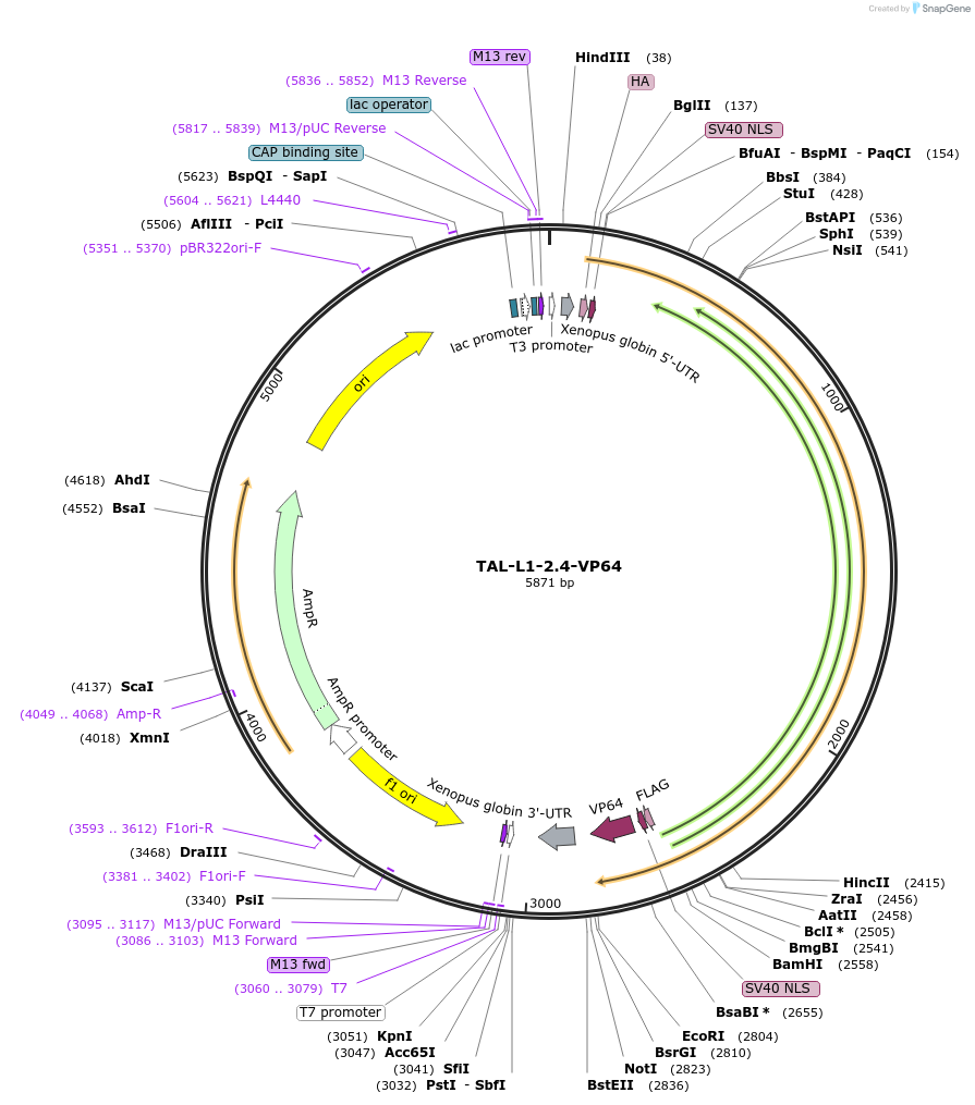 103039-plasmid-map-sequence-id-199296