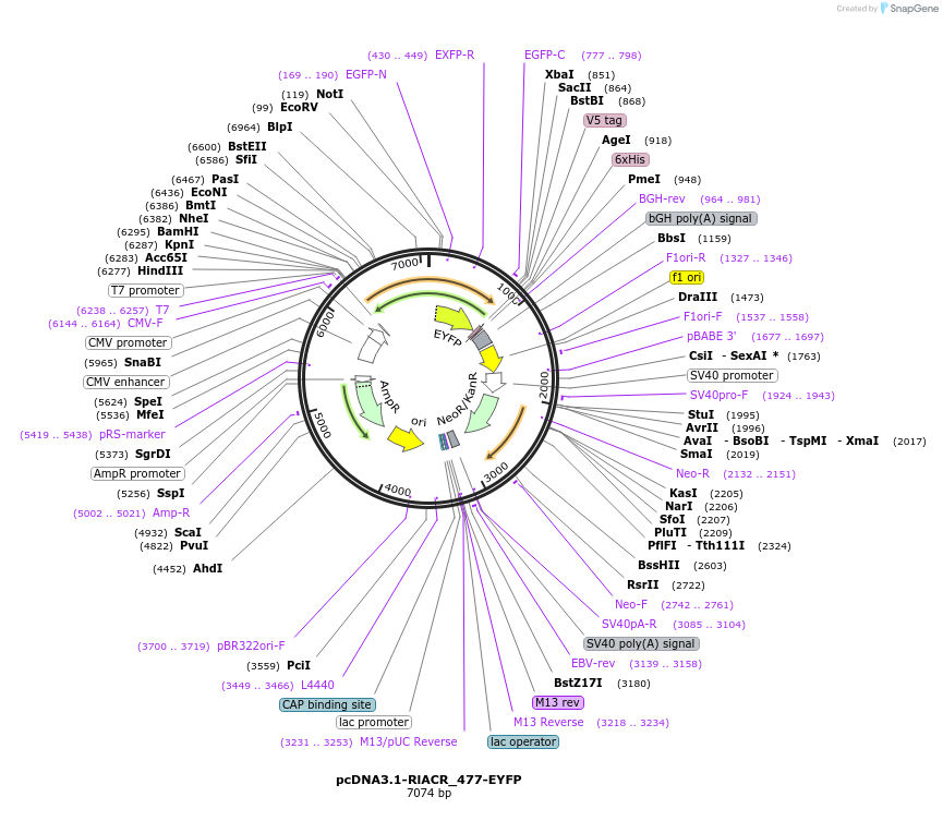 103771-plasmid-map-sequence-id-199299