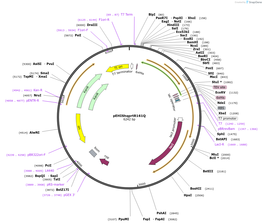 92413-plasmid-map-sequence-id-199300