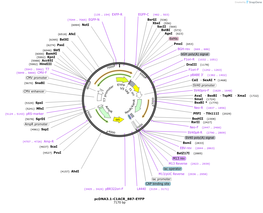 103965-plasmid-map-sequence-id-199315