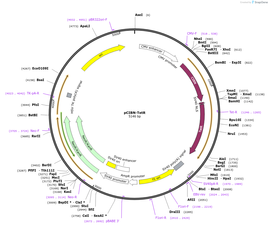 103813-plasmid-map-sequence-id-199317