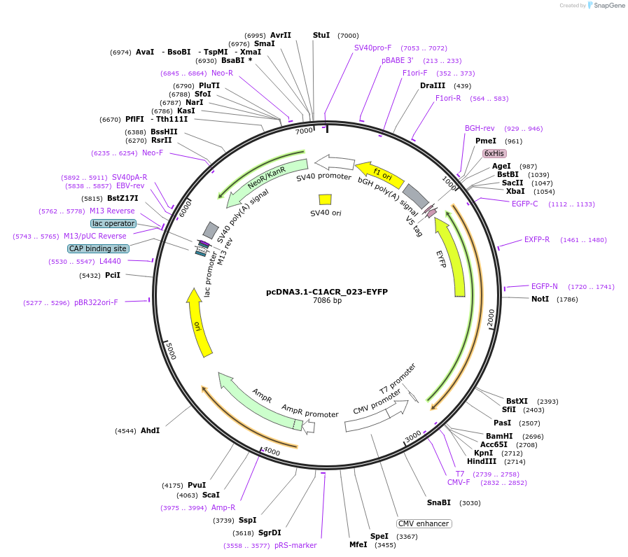 103966-plasmid-map-sequence-id-199318