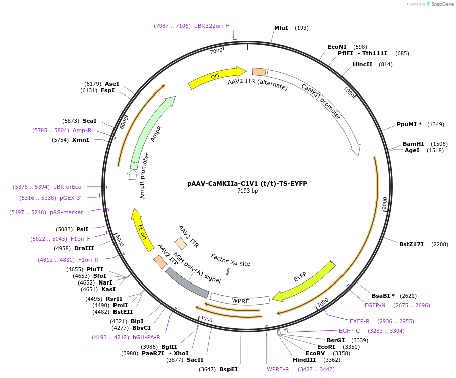 35499-plasmid-map-sequence-id-199323
