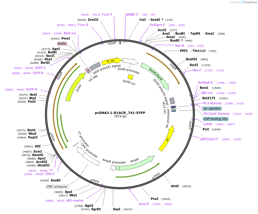 103961-plasmid-map-sequence-id-199326