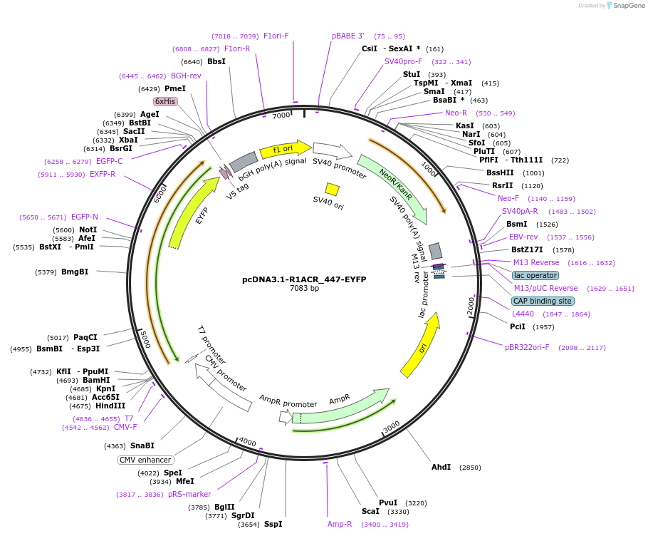 103960-plasmid-map-sequence-id-199327