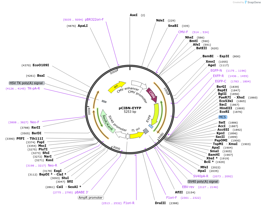 103815-plasmid-map-sequence-id-199328
