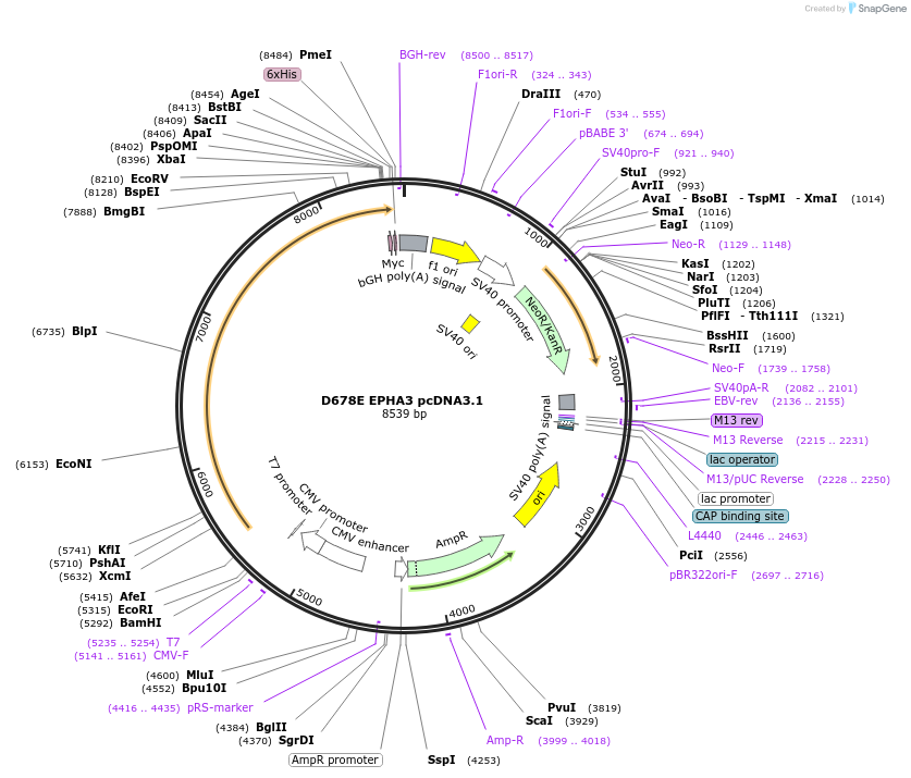 102750-plasmid-map-sequence-id-199335