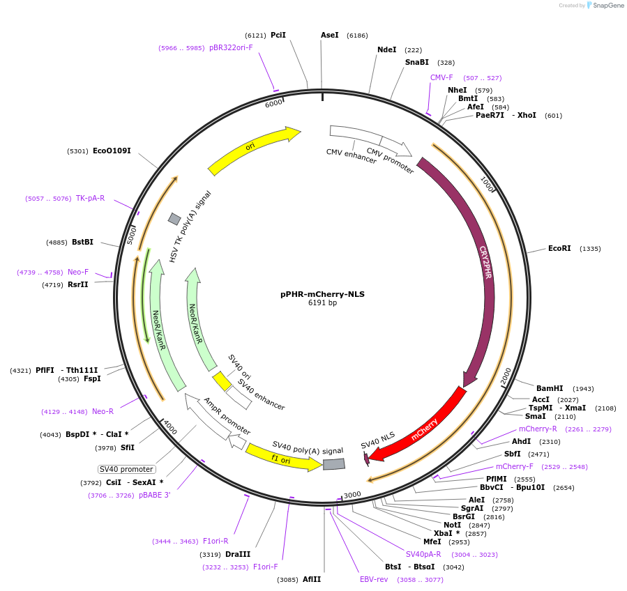 103819-plasmid-map-sequence-id-199341