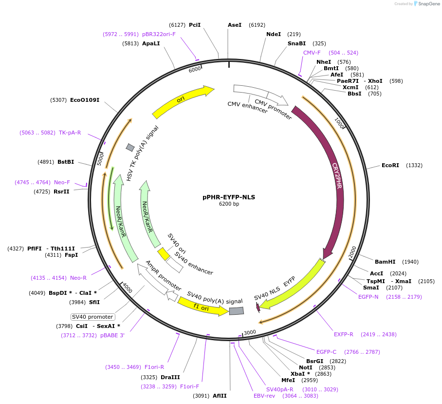 103820-plasmid-map-sequence-id-199350
