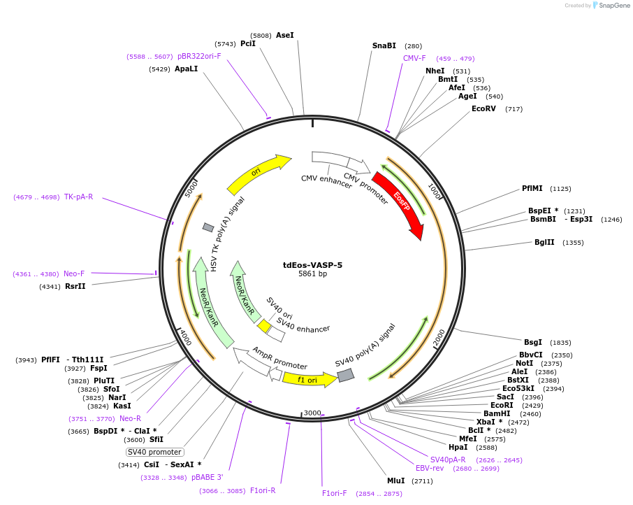 57685-plasmid-map-sequence-id-199353