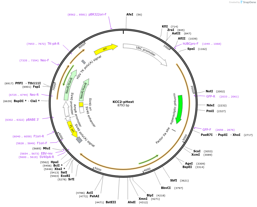 104076-plasmid-map-sequence-id-199360