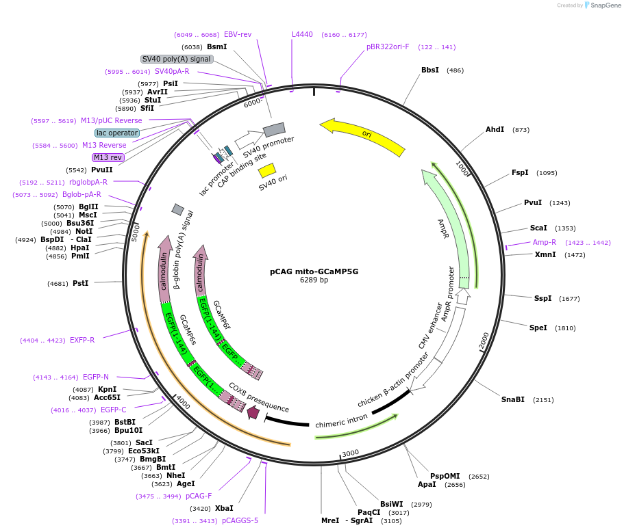 105009-plasmid-map-sequence-id-199363