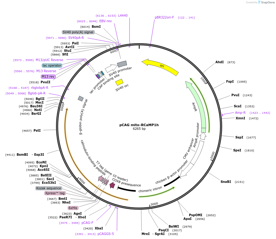 105013-plasmid-map-sequence-id-199365