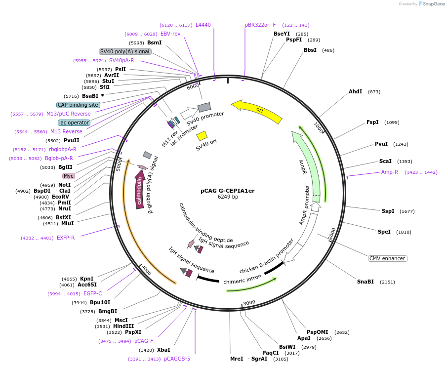 105012-plasmid-map-sequence-id-199368