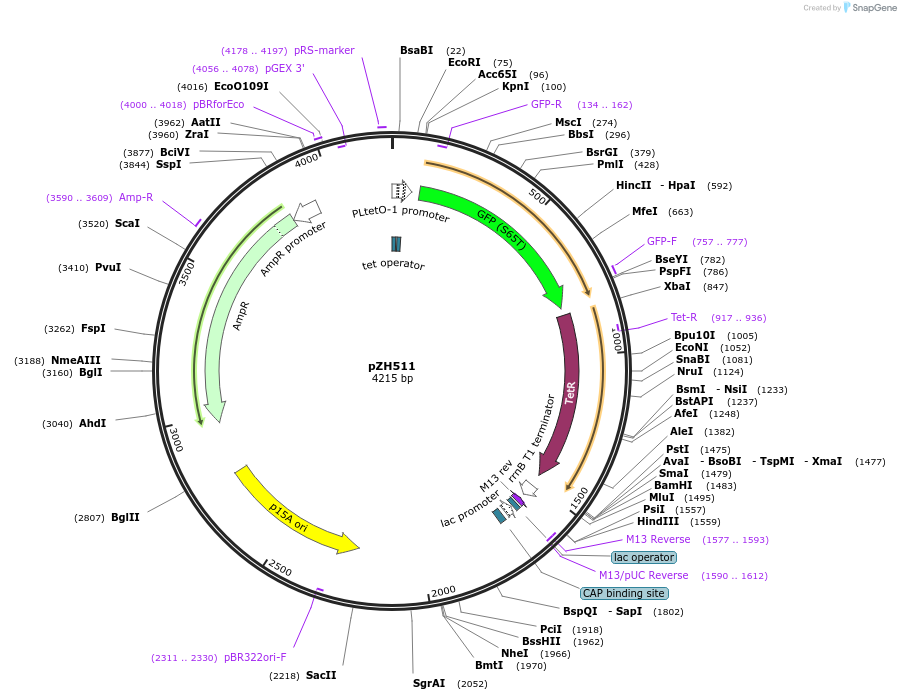 102665-plasmid-map-sequence-id-199381