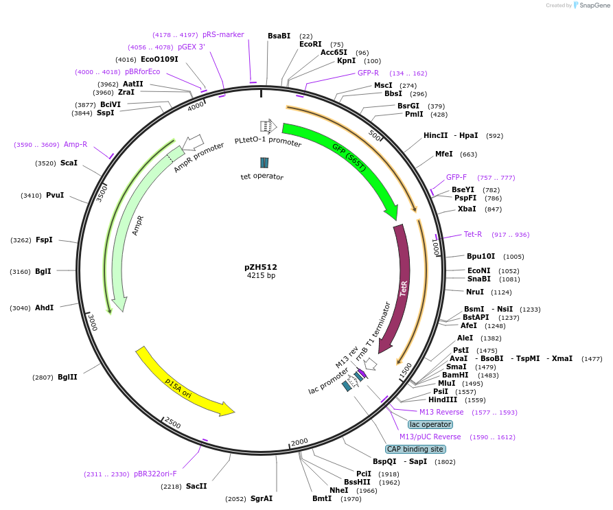 102666-plasmid-map-sequence-id-199387