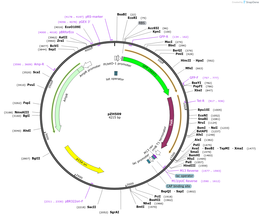 102664-plasmid-map-sequence-id-199389