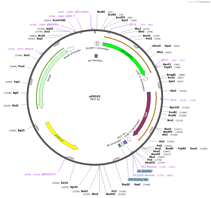 102675-plasmid-map-sequence-id-199391