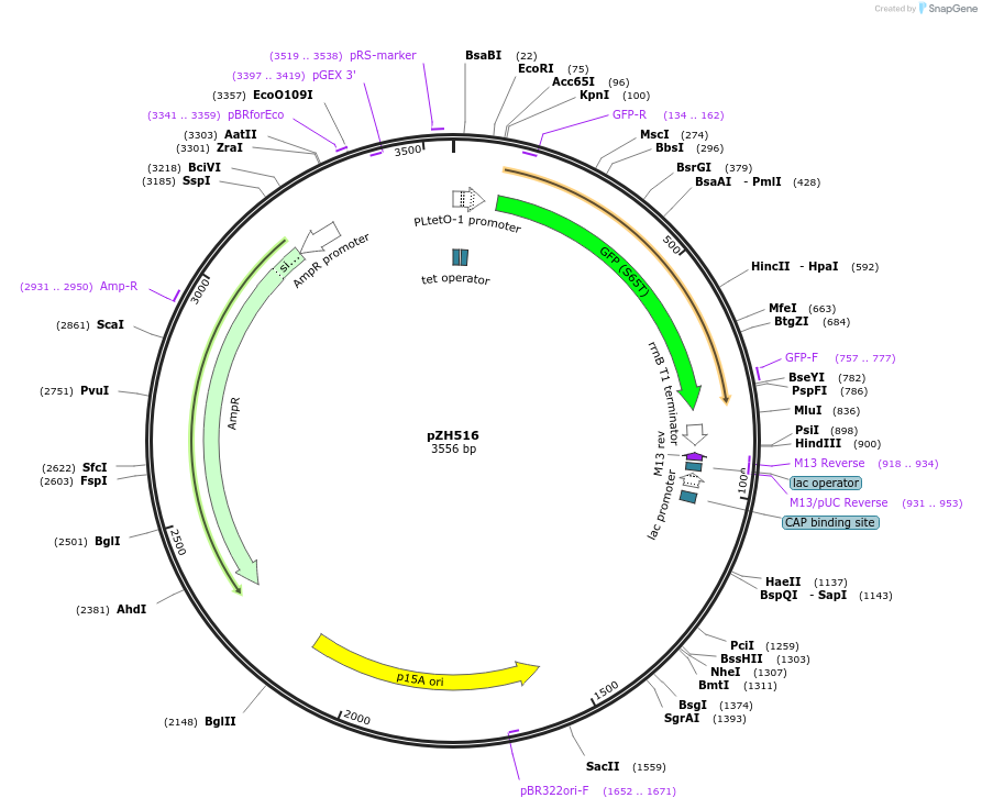 102669-plasmid-map-sequence-id-199392
