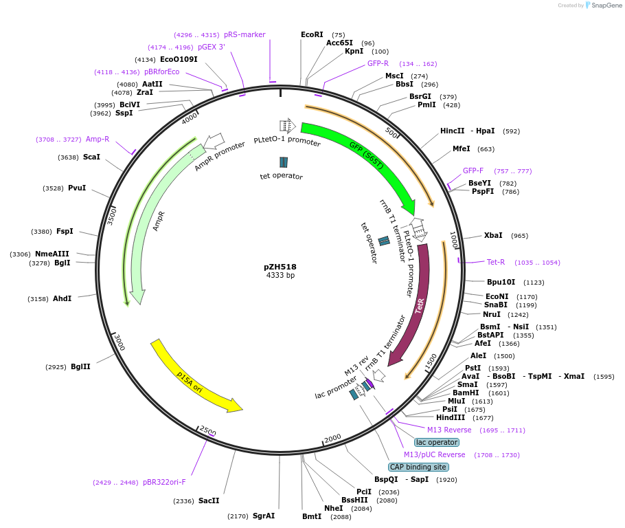 102671-plasmid-map-sequence-id-199394