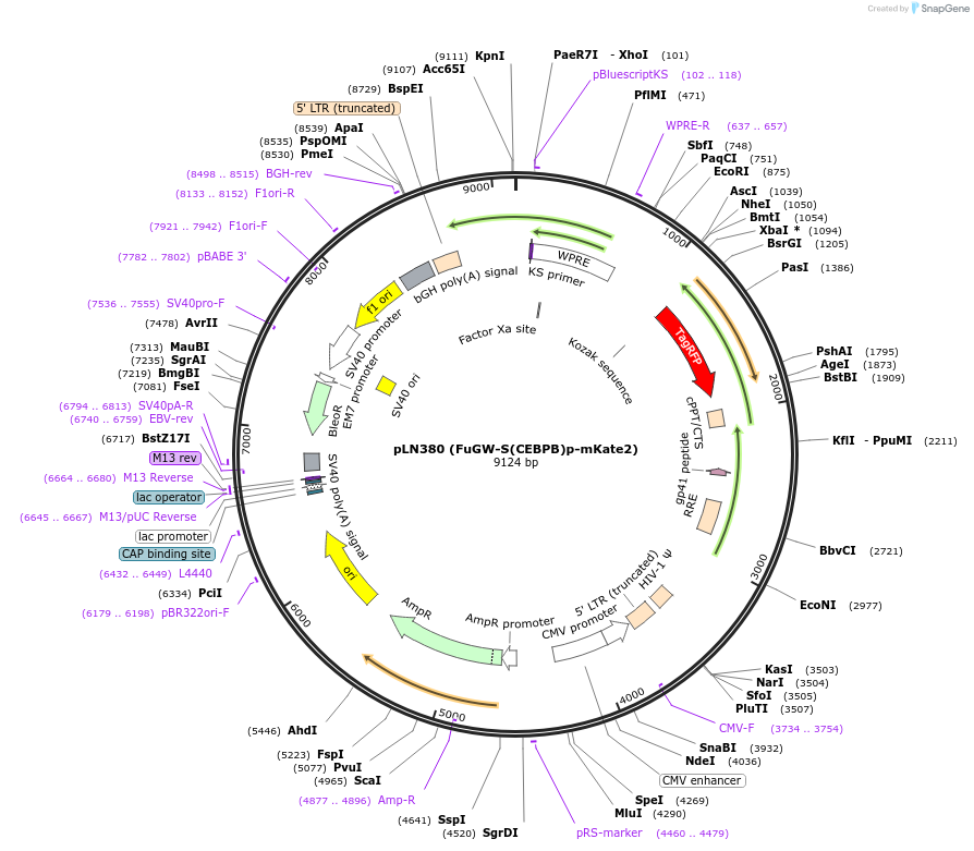 105178-plasmid-map-sequence-id-199396