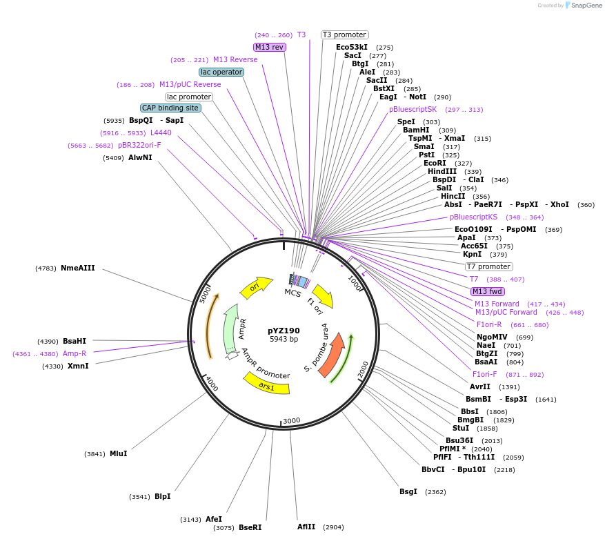 98428-plasmid-map-sequence-id-199432