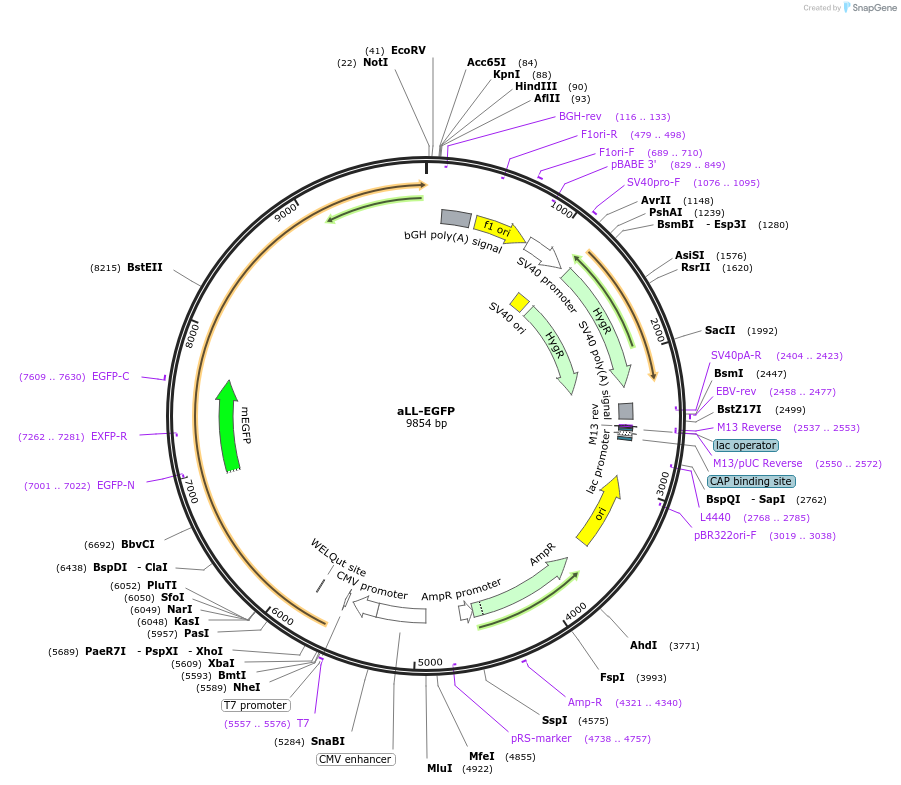 103880-plasmid-map-sequence-id-199436
