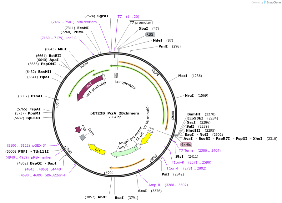 102998-plasmid-map-sequence-id-199442