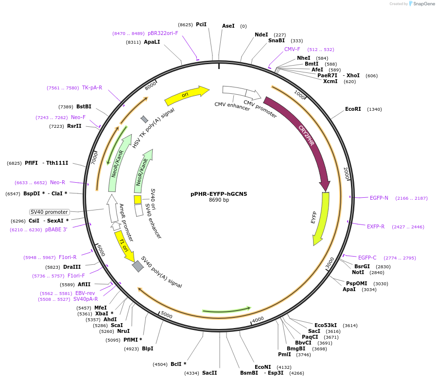103826-plasmid-map-sequence-id-199460
