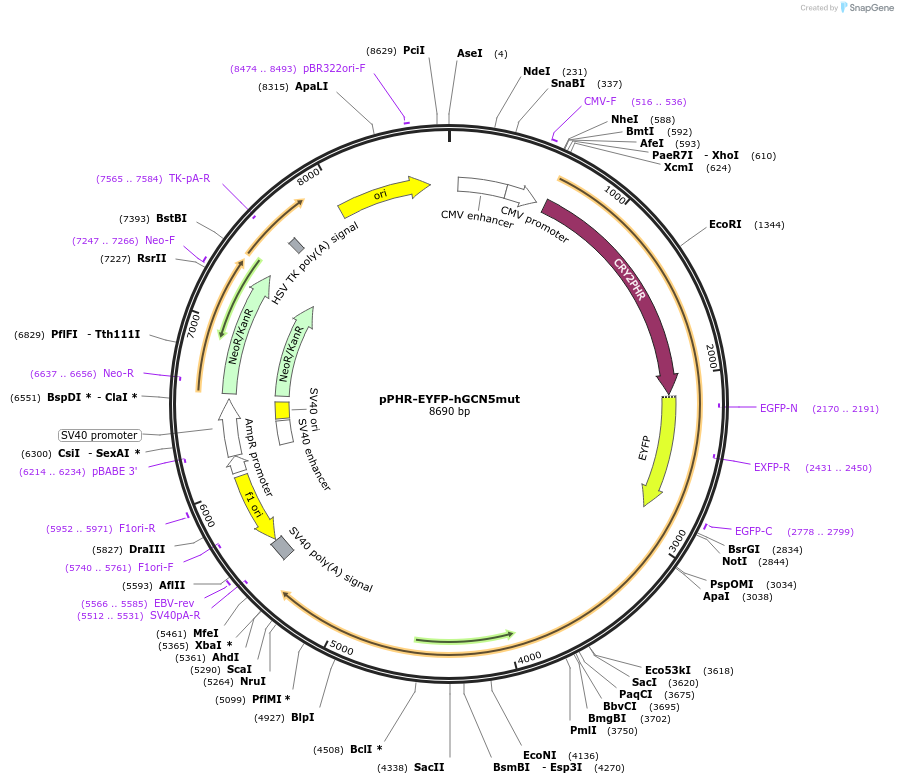 103828-plasmid-map-sequence-id-199462