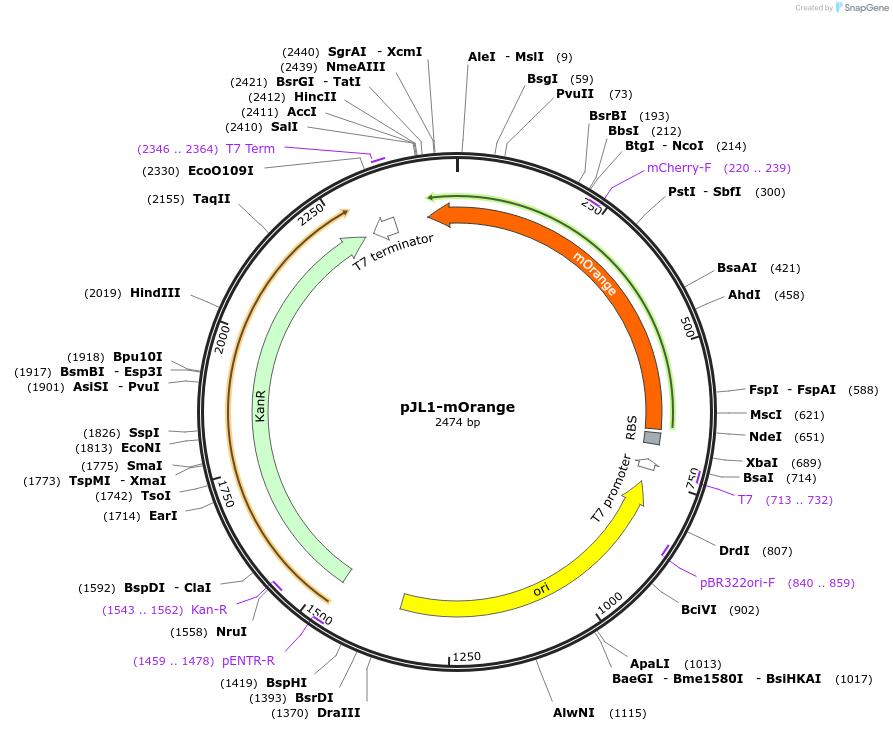 102632-plasmid-map-sequence-id-199470
