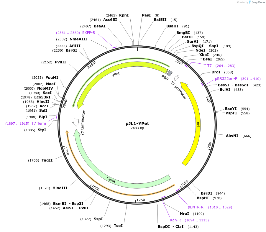 102633-plasmid-map-sequence-id-199472