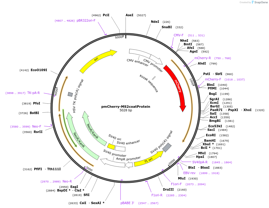 103832-plasmid-map-sequence-id-199475