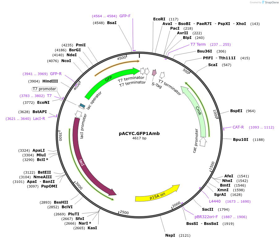 102792-plasmid-map-sequence-id-199526
