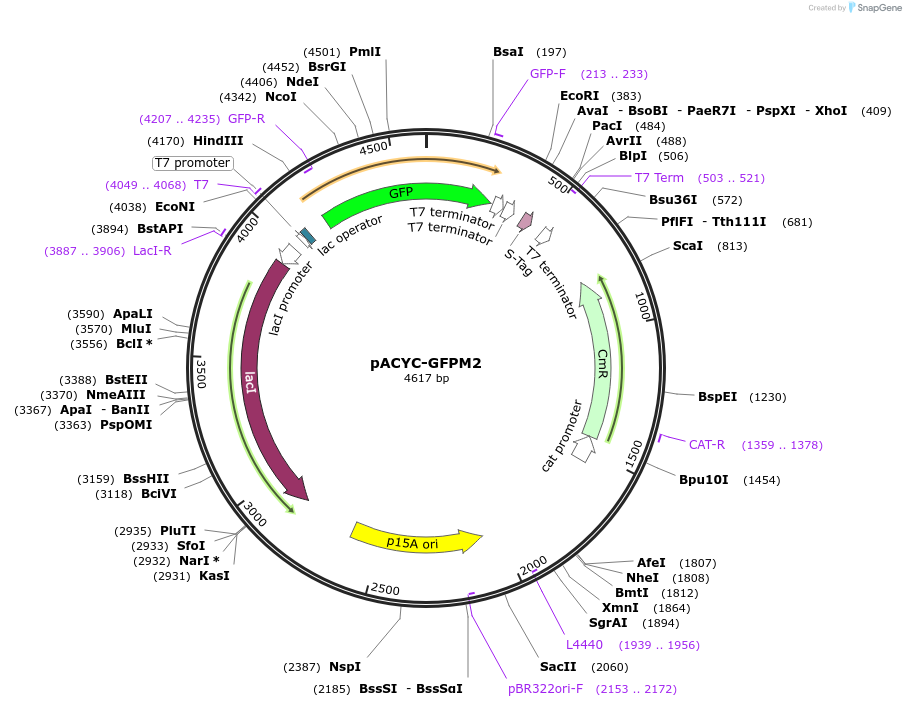 102791-plasmid-map-sequence-id-199528