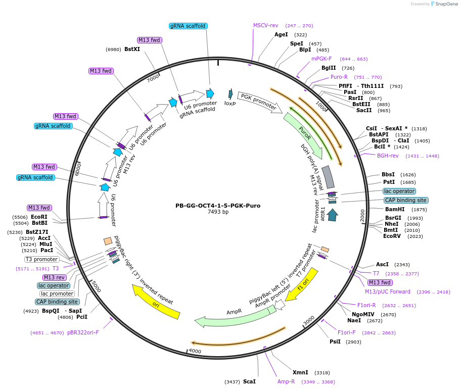 102893-plasmid-map-sequence-id-199562