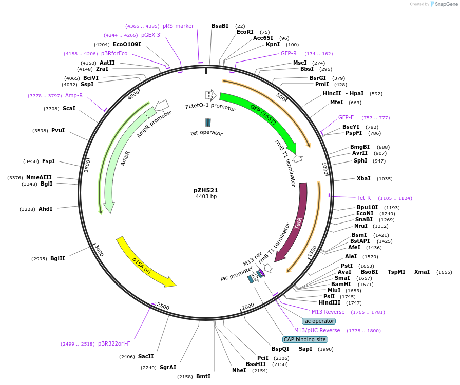 102674-plasmid-map-sequence-id-199585