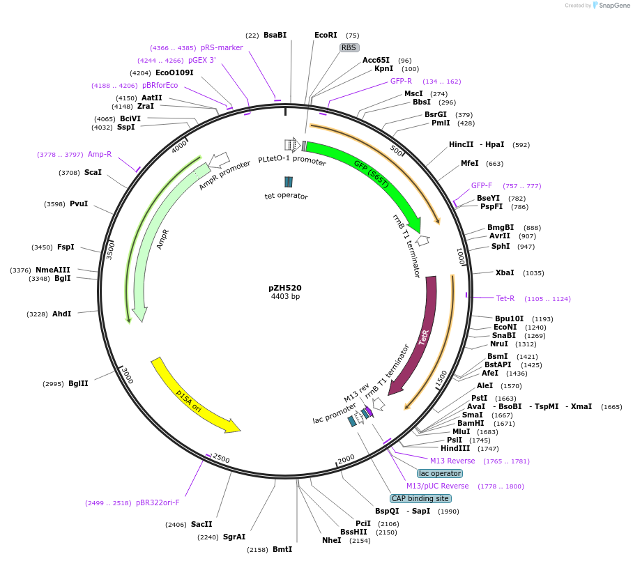 102673-plasmid-map-sequence-id-199588