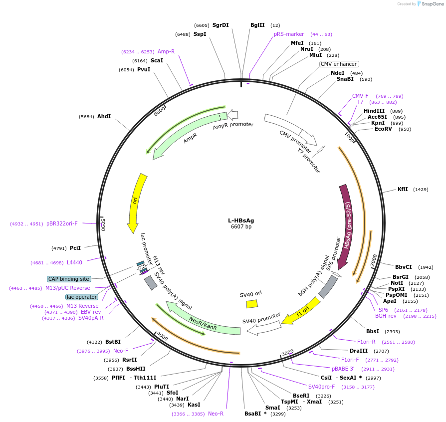 103011-plasmid-map-sequence-id-199589