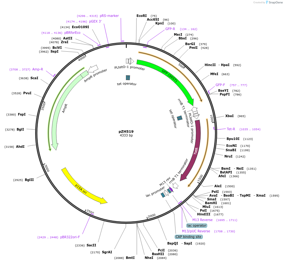 102672-plasmid-map-sequence-id-199600