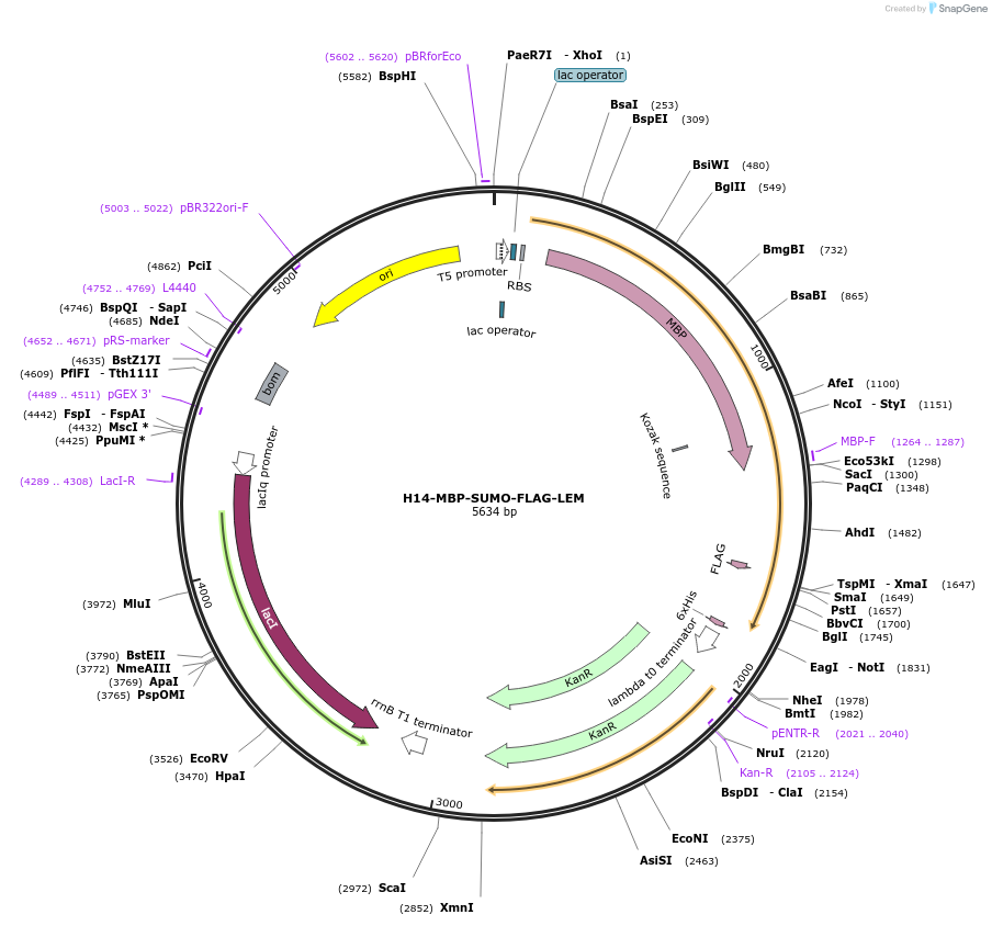101778-plasmid-map-sequence-id-199665
