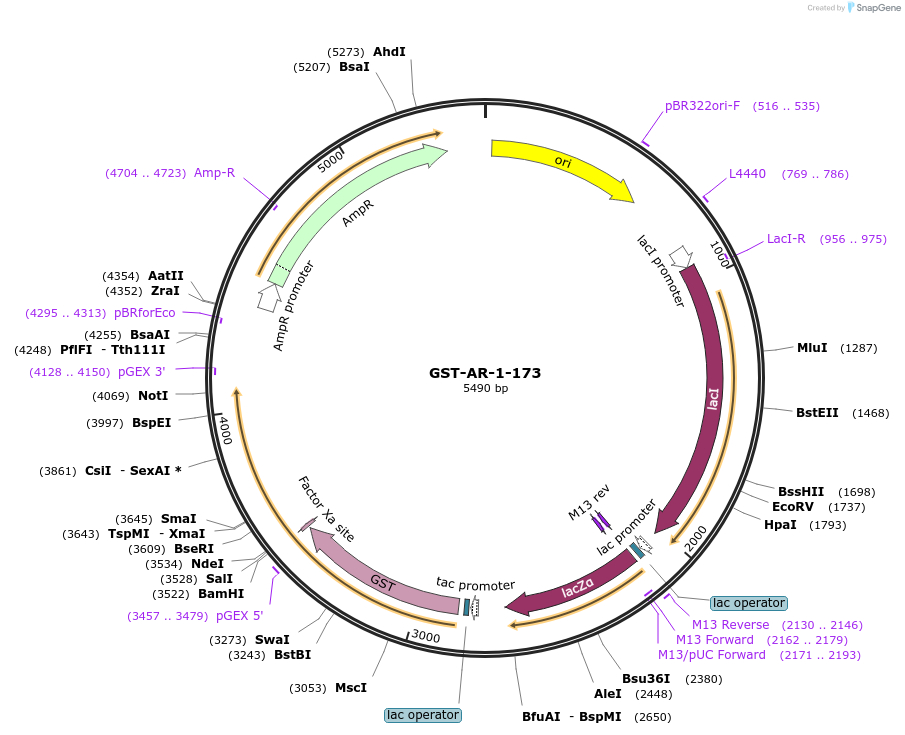 104193-plasmid-map-sequence-id-199724