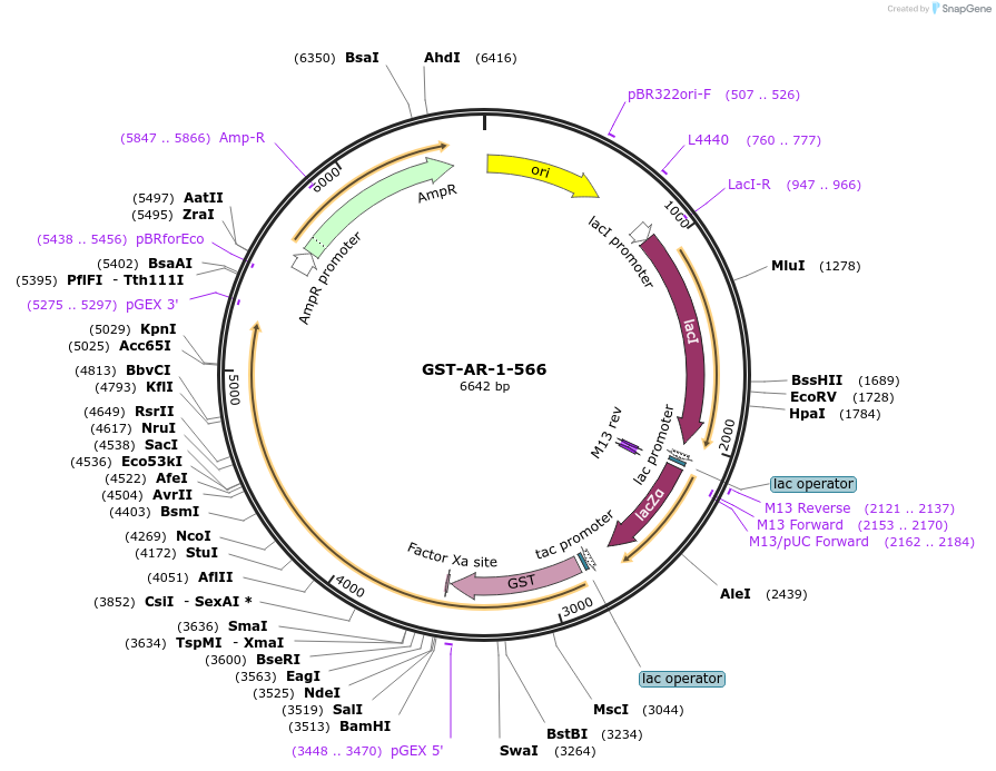 104195-plasmid-map-sequence-id-199726