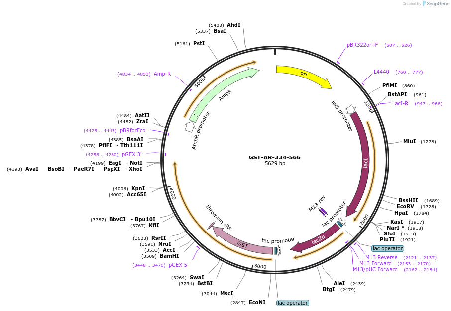 104198-plasmid-map-sequence-id-199734