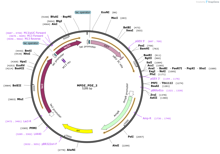 103886-plasmid-map-sequence-id-199737
