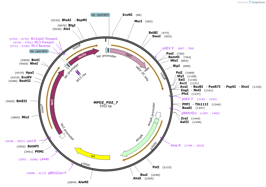 103891-plasmid-map-sequence-id-199741