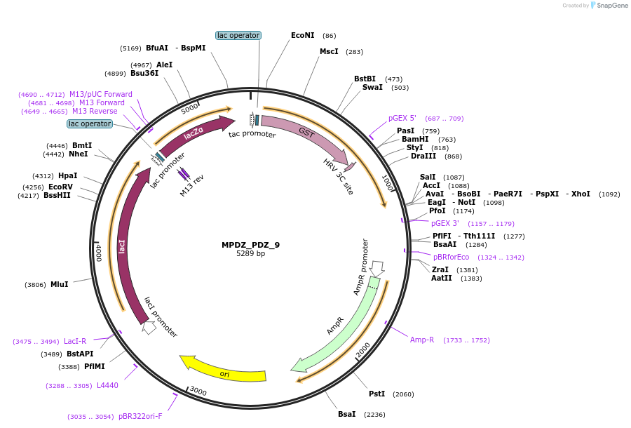 103893-plasmid-map-sequence-id-199745