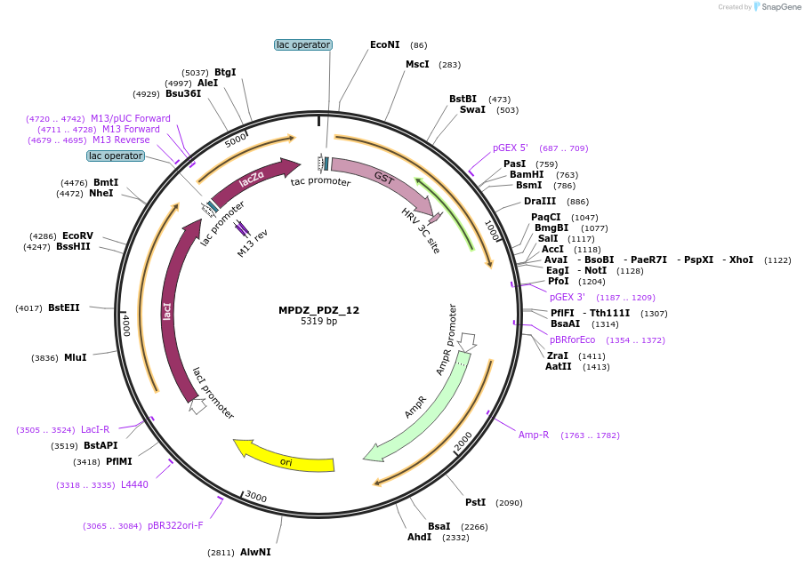 103896-plasmid-map-sequence-id-199756