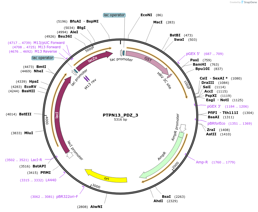 103900-plasmid-map-sequence-id-199766