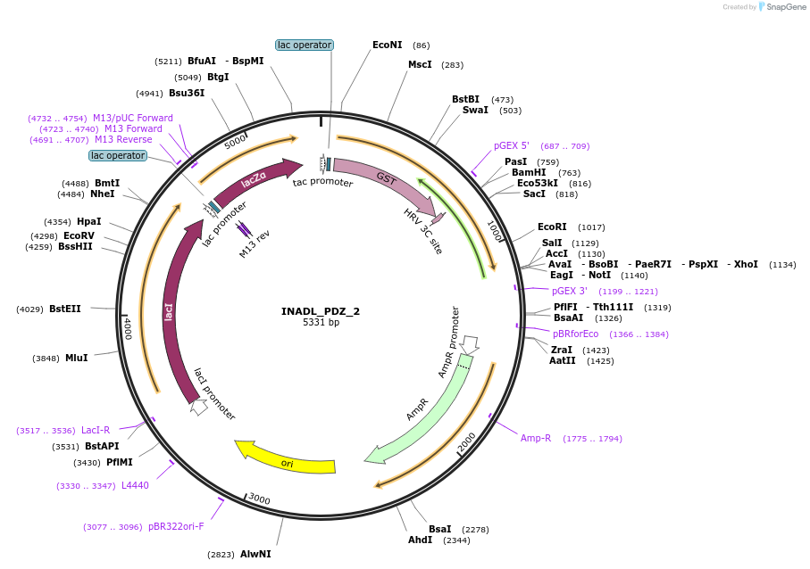 103902-plasmid-map-sequence-id-199768